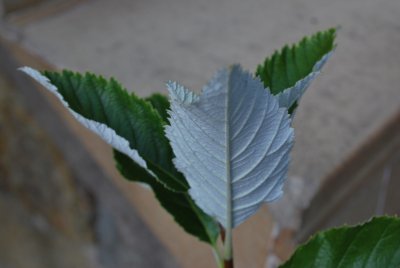 Sorbus aria - jeřáb muk - listy